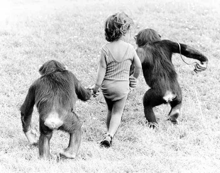 Framed Print : Chimpanzees and girls take a walk