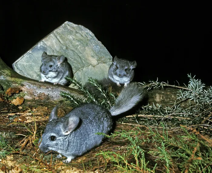Framed Print : (CHINCHILLA chinchilla) laniger, ADULT WITH YOUNGS Framed Print : (CHINCHILLA chinchilla) laniger, ADULT WITH YOUNGS