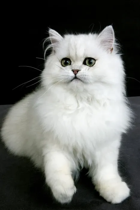 Framed Print : Chinchilla Persian domestic cat with green eyes