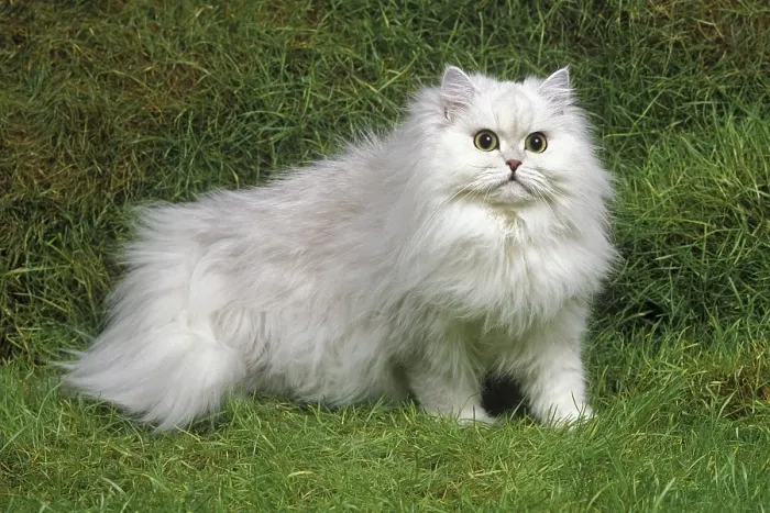 Framed Print : Chinchilla Persian House Cat on Grass Framed Print : Chinchilla Persian House Cat on Grass