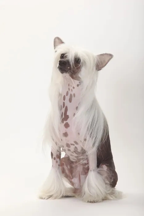 Framed Print : Chinese Crested Dog, hairless, bitch Framed Print : Chinese Crested Dog, hairless, bitch