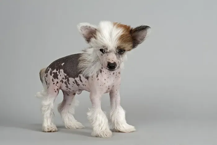 Framed Print : Chinese Crested Dog, hairless, puppy, 7 weeks Framed Print : Chinese Crested Dog, hairless, puppy, 7 weeks