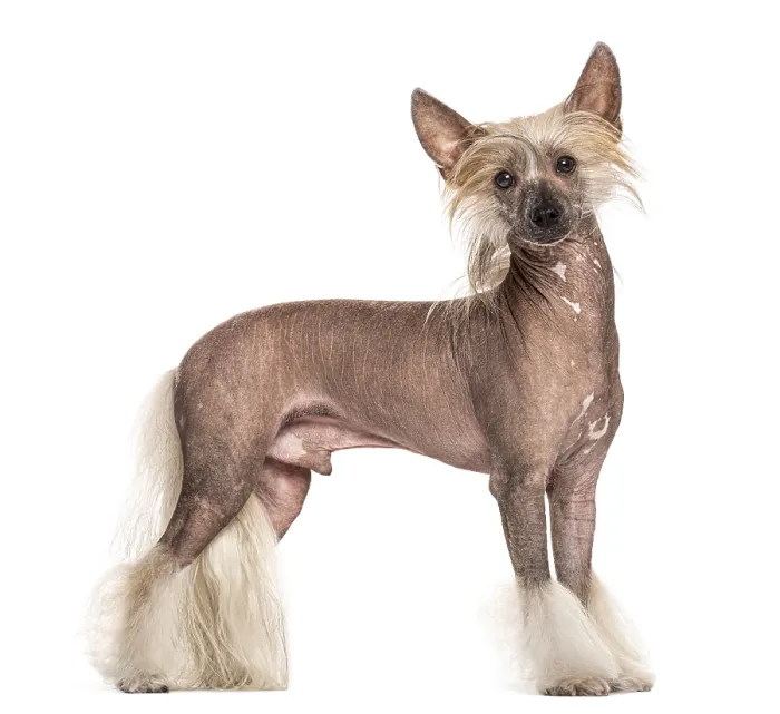 Framed Print : Chinese crested dog standing in front of a white background