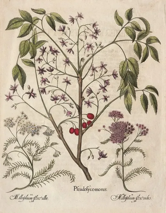Framed Print : Chinese elder or cedrach tree, hand-coloured copper engraving by Basilius Besler Framed Print : Chinese elder or cedrach tree, hand-coloured copper engraving by Basilius Besler