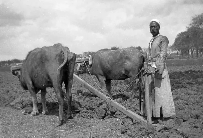 Framed Print : Chinese farmer with cattle ploughing field