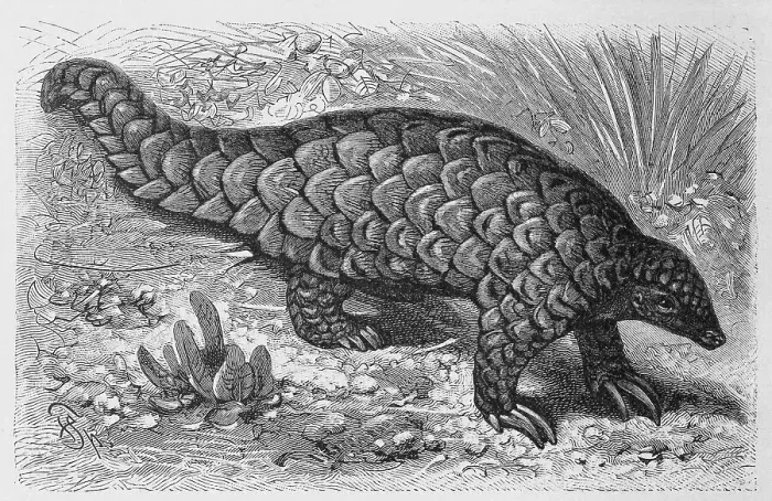 Framed Print : Chinese pangolin (Manis pentadactyla) Framed Print : Chinese pangolin (Manis pentadactyla)