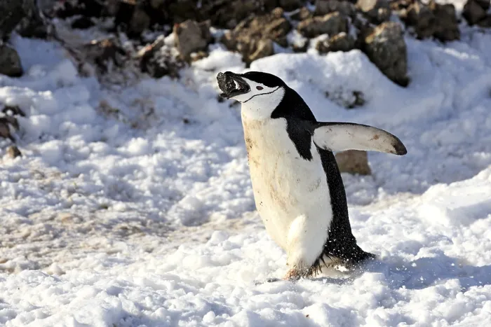Framed Print : Chinstrap Penguin (Pygoscelis antarctica)
