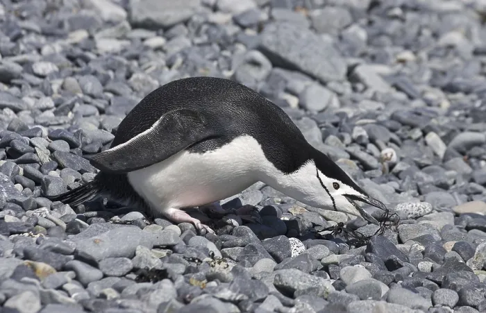 Framed Print : Chinstrap Penguin (Pygoscelis antarctica)