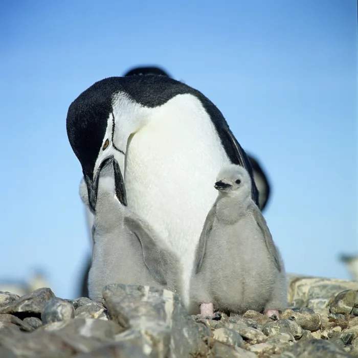 Framed Print : Chinstrap Penguin (Pygoscelis antarctica) feeding chicks