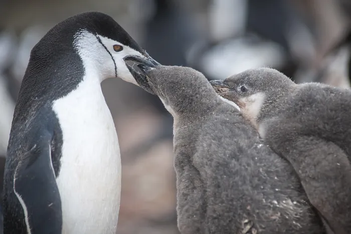 Framed Print : Chinstrap Penguin (Pygoscelis antarcticus) feeding a chick