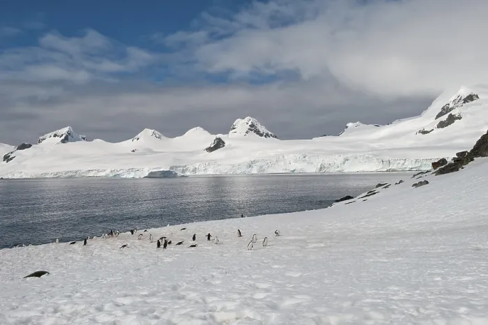 Framed Print : Chinstrap penguins (Pygoscelis antarctica) Framed Print : Chinstrap penguins (Pygoscelis antarctica)