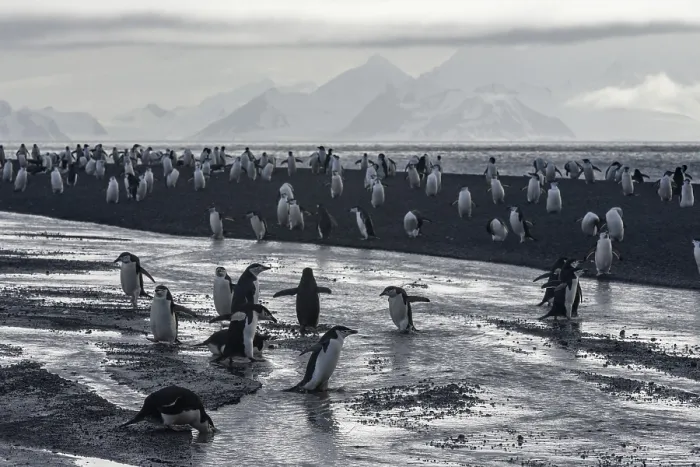 Framed Print : Chinstrap Penguins (Pygoscelis antarctica)