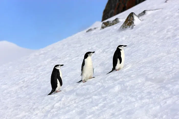 Framed Print : Chinstrap penguins (Pygoscelis antarctica)