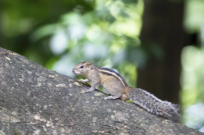 Framed Print : Chipmunk or chipmunk (Tamias) on a tree trunk