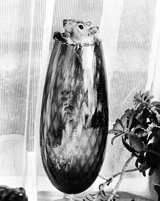 Framed Print : Chipmunk looks out of a vase, England Framed Print : Chipmunk looks out of a vase, England