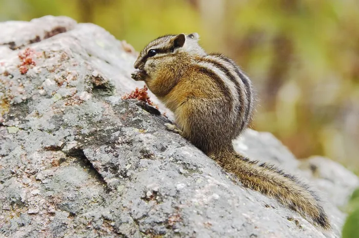 Framed Print : Least Chipmunk (Tamias minimus)
