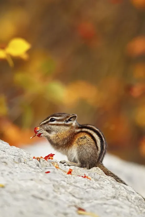 Framed Print : Least Chipmunk (Tamias minimus) adult