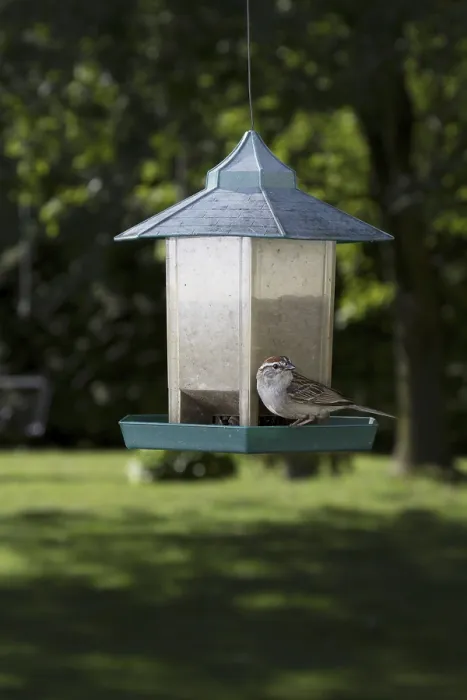 Framed Print : Chipping Sparrow on bird feeder Framed Print : Chipping Sparrow on bird feeder
