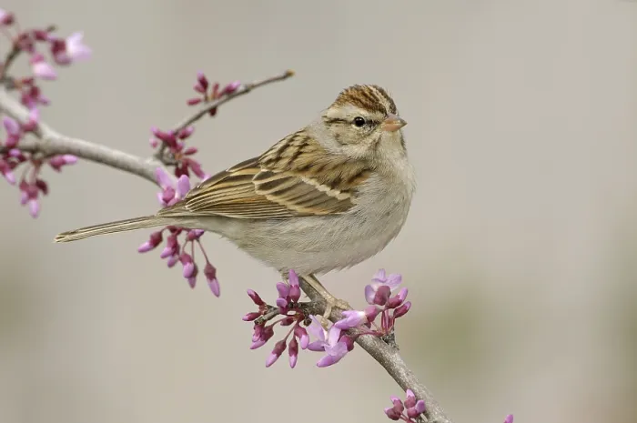Framed Print : Chipping Sparrow (Spizella passerina) Framed Print : Chipping Sparrow (Spizella passerina)