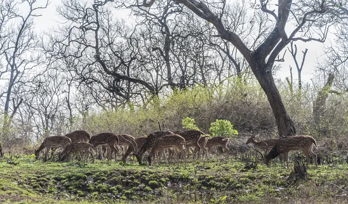 Framed Print : Chital (Axis axis), Tamil Nadu, India, Asia Framed Print : Chital (Axis axis), Tamil Nadu, India, Asia