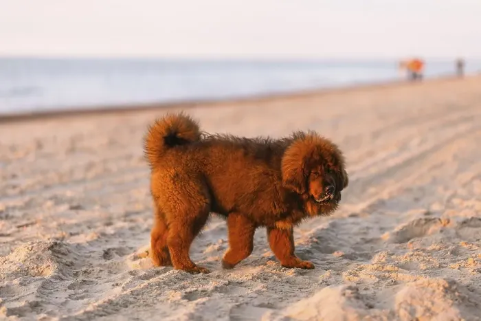 Framed Print : Chiwa- red tibetan mastiff puppy on the beach