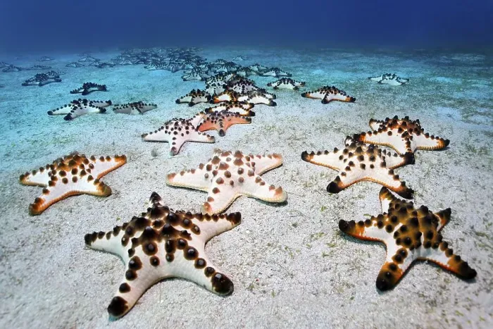 Framed Print : Chocolate Chip Starfish (Protoreaster nodosus) gathered on a sandy ground Framed Print : Chocolate Chip Starfish (Protoreaster nodosus) gathered on a sandy ground