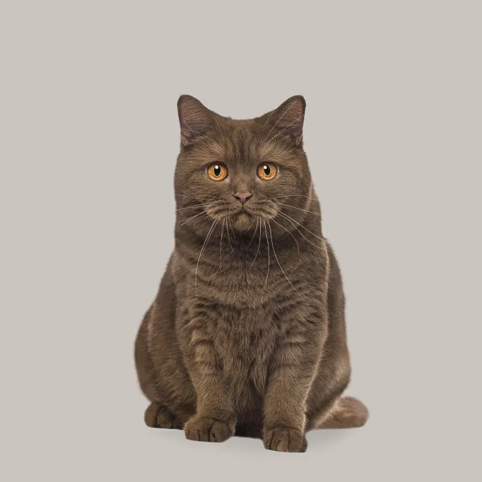 Framed Print : Chocolate colored british shorthair cat sitting calmly on a simple gray background