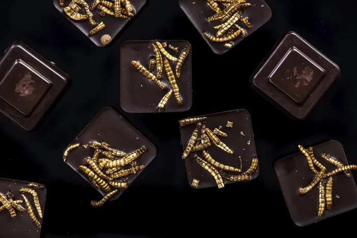 Framed Print : Chocolate with edible worms, culinary trends
