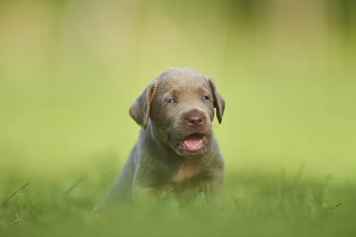 Framed Print : Chocolate Labrador Retriever pup on a meadow