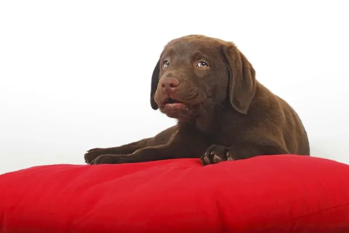 Framed Print : Chocolate Labrador Retriever puppy