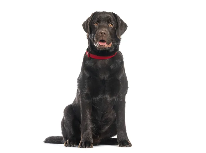 Framed Print : Chocolate labrador retriever with a red collar sitting on a white background and panting Framed Print : Chocolate labrador retriever with a red collar sitting on a white background and panting