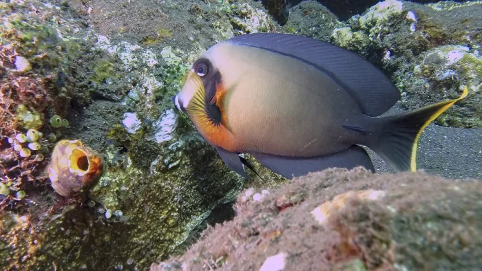 Framed Print : A chocolate surgeonfish (Acanthurus pyroferus) swims near an overgrown rock face in a colourful underwater world