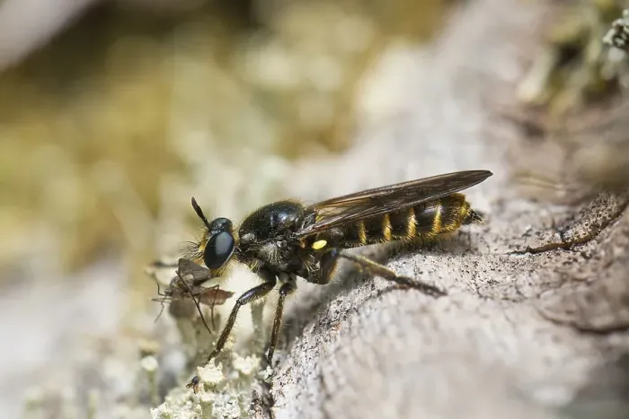 Framed Print : Choerades marginata robberfly (Choerades marginata)
