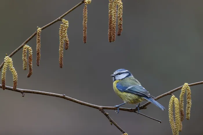 Framed Print : When choosing where to sit at the feeding site