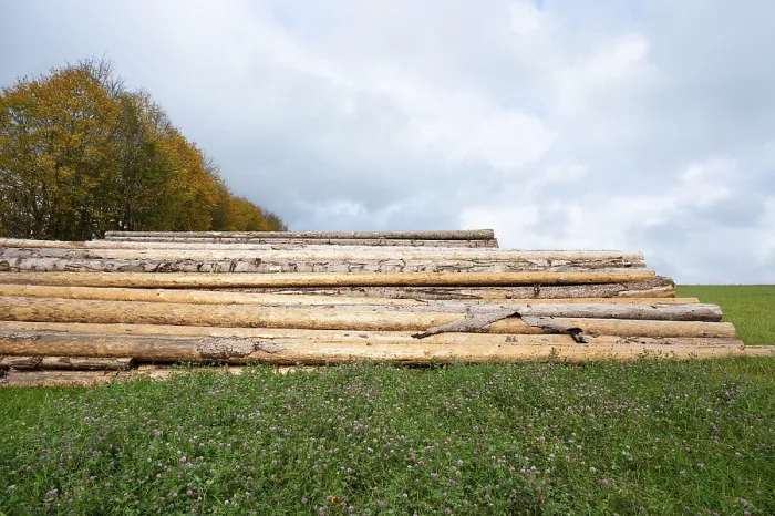 Framed Print : Chopped tree logs pilled up next to a forest