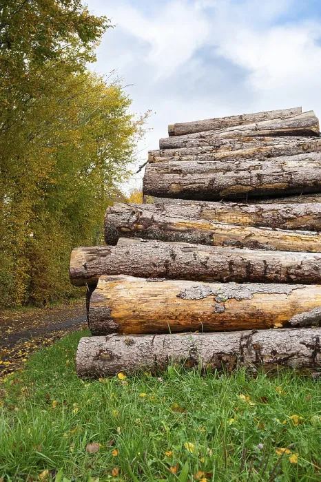 Framed Print : Chopped tree logs pilled up next to a forest Framed Print : Chopped tree logs pilled up next to a forest