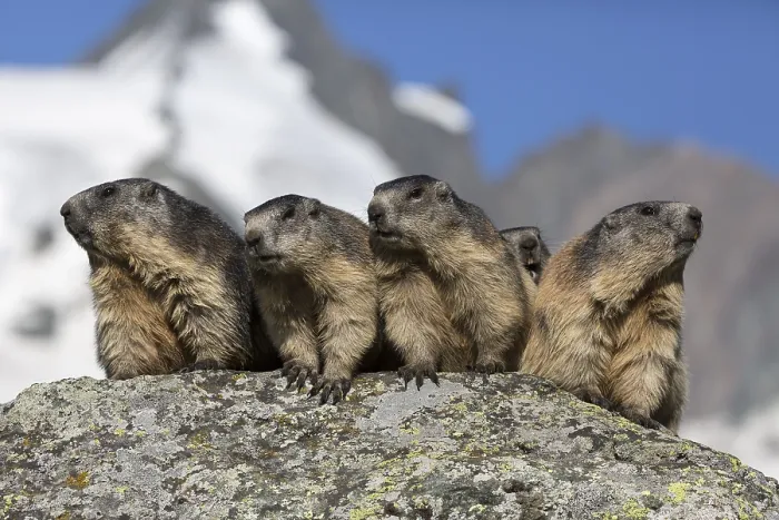 Framed Print : The chorus of the mountains! Four adult Alpine Marmot
