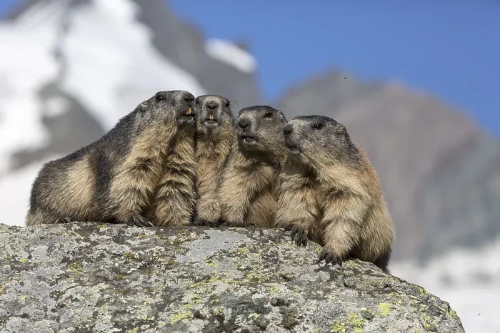 Framed Print : The chorus of the mountains! Four adult Alpine Marmot