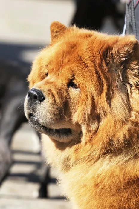 Framed Print : Chow-chow dog outdoor portrait over blurry background