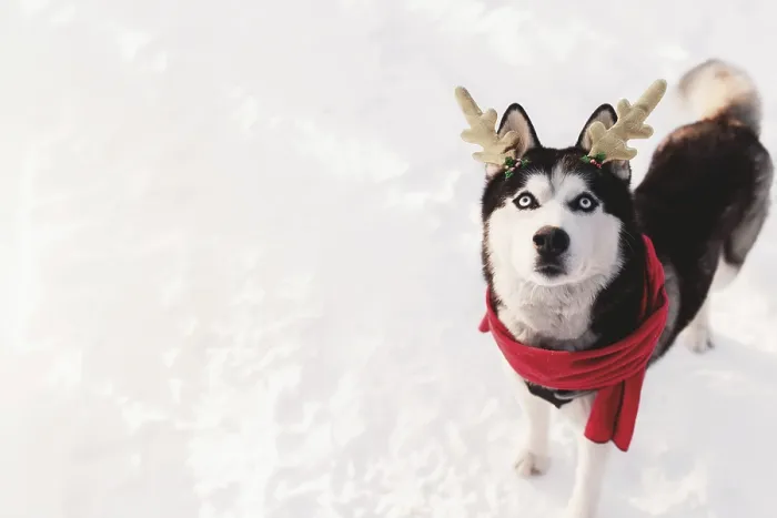 Framed Print : Christmas husky dog in red scarf