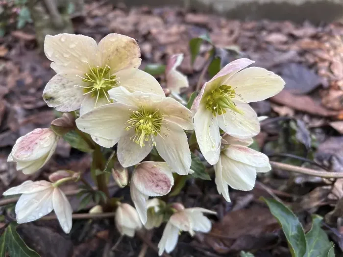 Framed Print : Christmas rose (Helleborus niger), blossom, blossoming, blooming, botany, foliage, spring, early bloomer, spring, Helleborus, in bloom, nature, plant, plants, botany, Christmas rose, flora, snow rose, winter, wintery, buttercup plant, vegetation