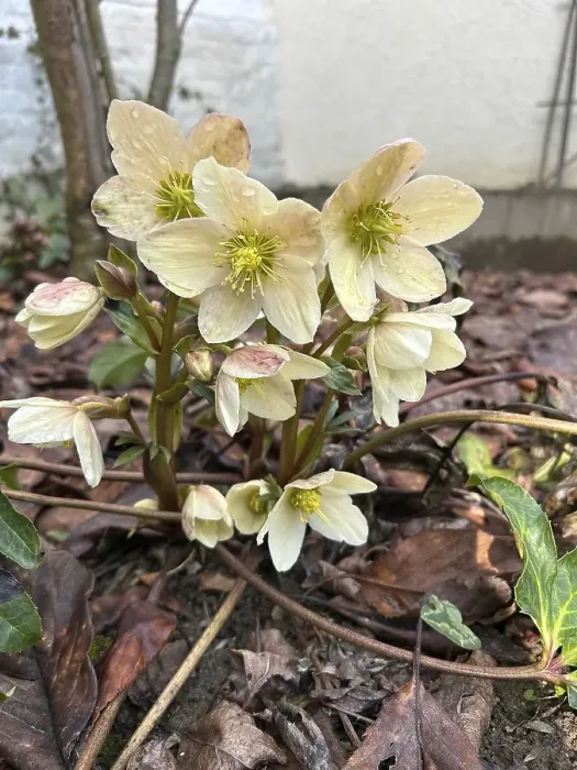 Framed Print : Christmas rose (Helleborus niger), blossom, blossoming, botany, foliage, spring, early bloomer, spring, Helleborus, in bloom, nature, hellebore, plant, plants, botany, Christmas rose, flora, snow rose, winter, buttercup plant, vegetation, wintry