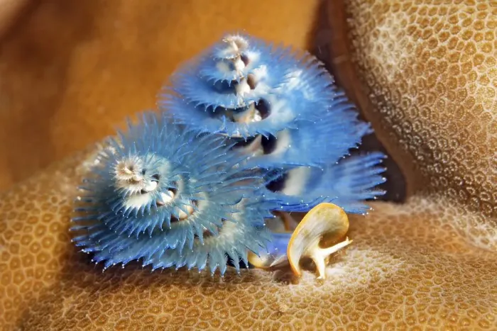 Framed Print : Christmas tree worm (Spirobranchus giganteus)