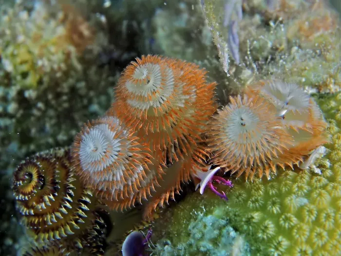 Framed Print : Christmas tree worm (Spirobranchus giganteus) Framed Print : Christmas tree worm (Spirobranchus giganteus)
