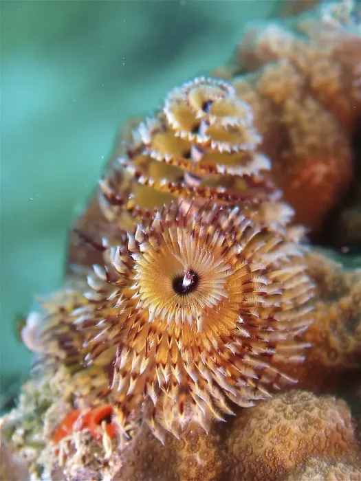Framed Print : Christmas tree worm (Spirobranchus giganteus)