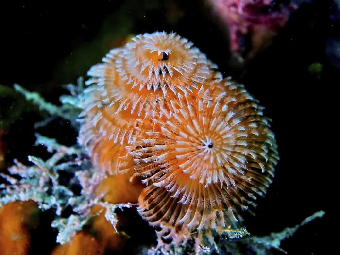 Framed Print : Christmas tree worm (Spirobranchus giganteus) Framed Print : Christmas tree worm (Spirobranchus giganteus)