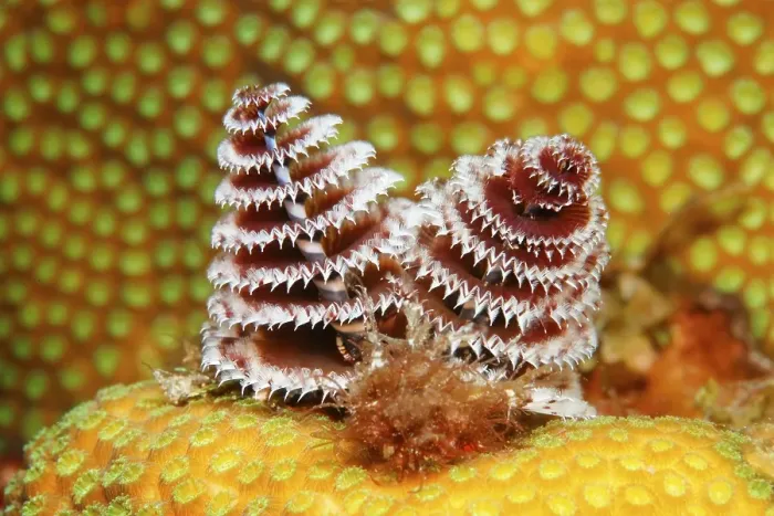Framed Print : Christmas Tree Worm (Spirobranchus giganteus) settle on a stony coral Framed Print : Christmas Tree Worm (Spirobranchus giganteus) settle on a stony coral