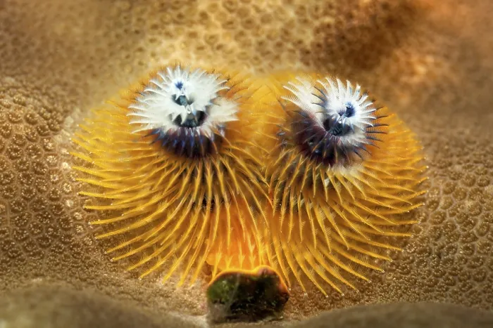 Framed Print : Christmas Tree Worms (Spirobranchus giganteus) Framed Print : Christmas Tree Worms (Spirobranchus giganteus)
