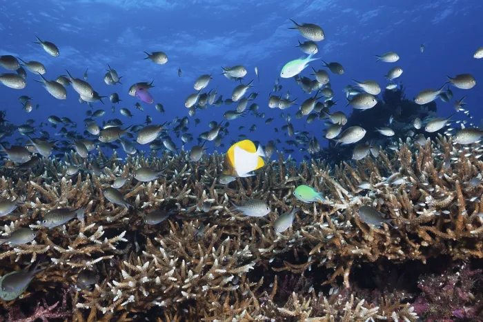 Framed Print : Chromis over coral reef, Chromis sp