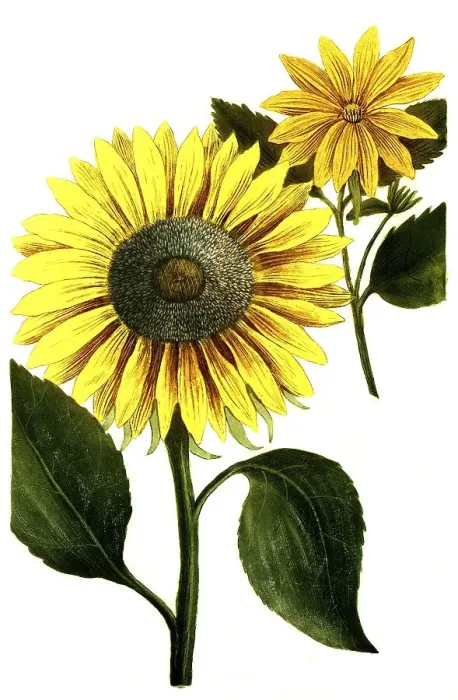Framed Print : Chrysanthemum indicum, autumn chrysanthemum